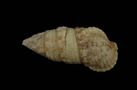 藏品(桑葚蟹守螺)的圖片